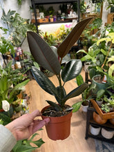 Kép betöltése a galériamegjelenítőbe: Ficus elastica "Burgundy" - Szobafikusz - Rubber plant
