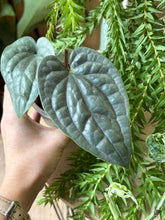 Kép betöltése a galériamegjelenítőbe: Flash Sale Friday - 11. csomag -25% kedvezmény - Tropical Home 
