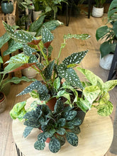 Kép betöltése a galériamegjelenítőbe: Flash Sale Friday - 13. csomag -25% kedvezmény - Tropical Home 
