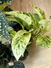 Kép betöltése a galériamegjelenítőbe: Flash Sale Friday - 13. csomag -25% kedvezmény - Tropical Home 

