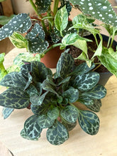 Kép betöltése a galériamegjelenítőbe: Flash Sale Friday - 13. csomag -25% kedvezmény - Tropical Home 
