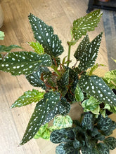 Kép betöltése a galériamegjelenítőbe: Flash Sale Friday - 13. csomag -25% kedvezmény - Tropical Home 
