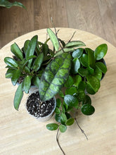 Kép betöltése a galériamegjelenítőbe: Flash Sale Friday - 14. csomag -20% kedvezmény - Tropical Home 
