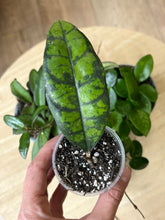 Kép betöltése a galériamegjelenítőbe: Flash Sale Friday - 14. csomag -20% kedvezmény - Tropical Home 
