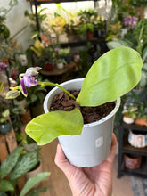 Kép betöltése a galériamegjelenítőbe: Phalaenopsis violacea 1.  - illatos - Tropical Home 
