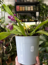 Kép betöltése a galériamegjelenítőbe: Phalaenopsis violacea 2.  - illatos - Tropical Home 
