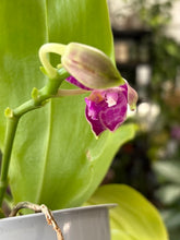 Kép betöltése a galériamegjelenítőbe: Phalaenopsis violacea 2.  - illatos - Tropical Home 
