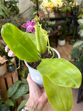 Kép betöltése a galériamegjelenítőbe: Phalaenopsis violacea 2.  - illatos - Tropical Home 
