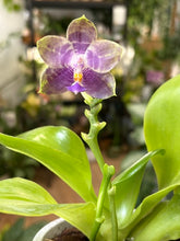 Kép betöltése a galériamegjelenítőbe: Phalaenopsis violacea 3.  - illatos - Tropical Home 

