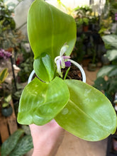 Kép betöltése a galériamegjelenítőbe: Phalaenopsis violacea 3.  - illatos - Tropical Home 
