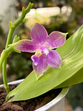 Kép betöltése a galériamegjelenítőbe: Phalaenopsis violacea 4.  - illatos - Tropical Home 
