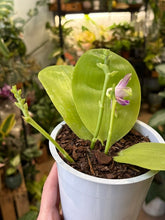 Kép betöltése a galériamegjelenítőbe: Phalaenopsis violacea 4.  - illatos - Tropical Home 
