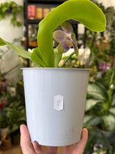 Kép betöltése a galériamegjelenítőbe: Phalaenopsis violacea 5.  - illatos - Tropical Home 
