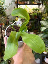Kép betöltése a galériamegjelenítőbe: Phalaenopsis violacea 5.  - illatos - Tropical Home 
