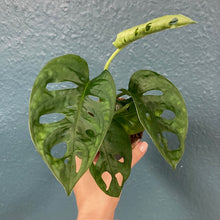 Kép betöltése a galériamegjelenítőbe: Monstera adansonii kicsi - Monstera &quot;Monkey leaf&quot; - Swiss cheese vine
