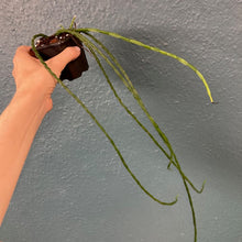 Kép betöltése a galériamegjelenítőbe: Rhipsalis paradoxa &quot;Minor&quot; - Chain Cactus
