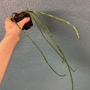 Rhipsalis paradoxa "Minor" - Chain Cactus