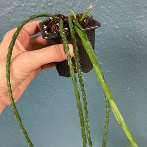 Rhipsalis paradoxa "Minor" - Chain Cactus