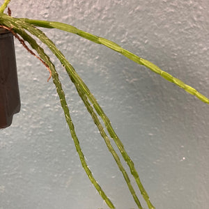 Rhipsalis paradoxa "Minor" - Chain Cactus