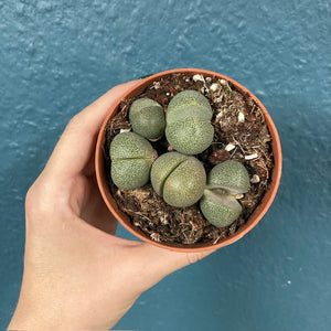 Pleiospilos nellii (Lithops) - Kavicskaktusz