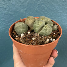 Kép betöltése a galériamegjelenítőbe: Pleiospilos nellii (Lithops) - Kavicskaktusz
