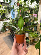 Kép betöltése a galériamegjelenítőbe: Hoya rundumensis "Splash" 6cm
