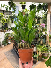 Kép betöltése a galériamegjelenítőbe: Zamioculcas zamiifolia 11cm - Agglegénypálma
