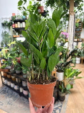Kép betöltése a galériamegjelenítőbe: Zamioculcas zamiifolia 11cm - Agglegénypálma

