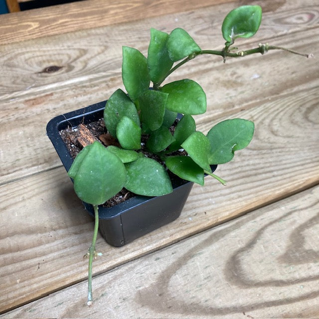 Hoya heuschkeliana - Tropical Home 