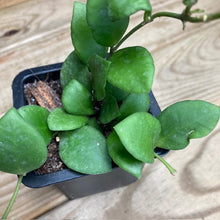 Kép betöltése a galériamegjelenítőbe: Hoya heuschkeliana - Tropical Home 
