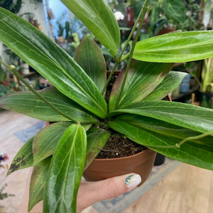 Hoya soligamiana