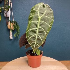 Alocasia "Watsoniana" - Tropical Home 