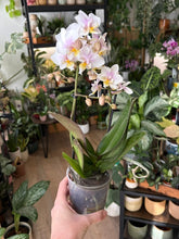 Kép betöltése a galériamegjelenítőbe: Phalaenopsis wiganiae (Phal. stuartiana x Phal. schilleriana) - Lepkeorchidea, foltos levelű - Tropical Home 
