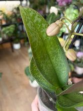 Kép betöltése a galériamegjelenítőbe: Phalaenopsis wiganiae (Phal. stuartiana x Phal. schilleriana) - Lepkeorchidea, foltos levelű - Tropical Home 

