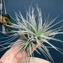 Kép betöltése a galériamegjelenítőbe: Tillandsia super silver - Tropical Home 
