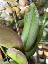 Kép betöltése a galériamegjelenítőbe: Phalaenopsis wiganiae (Phal. stuartiana x Phal. schilleriana) - Lepkeorchidea, foltos levelű - Tropical Home 
