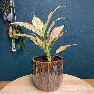 Aglaonema "Vanilla baby" - Rákvirág - Chinese Evergreen - Tropical Home 