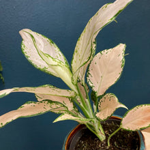 Kép betöltése a galériamegjelenítőbe: Aglaonema &quot;Vanilla baby&quot; - Rákvirág - Chinese Evergreen - Tropical Home 
