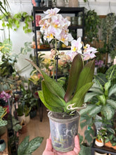 Kép betöltése a galériamegjelenítőbe: Phalaenopsis wiganiae (Phal. stuartiana x Phal. schilleriana) - Lepkeorchidea, foltos levelű - Tropical Home 

