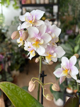 Kép betöltése a galériamegjelenítőbe: Phalaenopsis wiganiae (Phal. stuartiana x Phal. schilleriana) - Lepkeorchidea, foltos levelű - Tropical Home 

