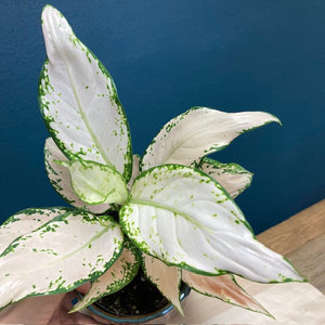 Aglaonema "Vanilla baby" - Rákvirág - Chinese Evergreen - Tropical Home 