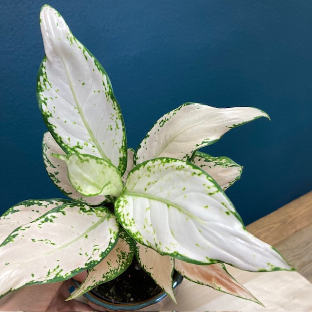 Aglaonema 