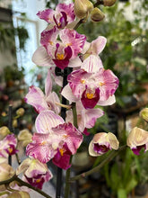 Kép betöltése a galériamegjelenítőbe: Phalaenopsis hibird, peloric - Lepkeorchidea - Tropical Home 
