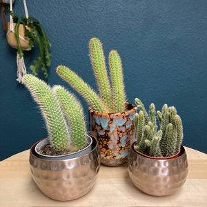 "Velem nem szúrsz ki" trió - Kaktusz csomag - Tropical Home 