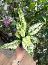 Kép betöltése a galériamegjelenítőbe: Aglaonema "White diamond" 9cm - Rákvirág - Chinese Evergreen - Tropical Home 
