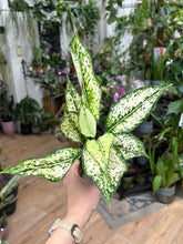 Kép betöltése a galériamegjelenítőbe: Aglaonema "White diamond" 9cm - Rákvirág - Chinese Evergreen - Tropical Home 
