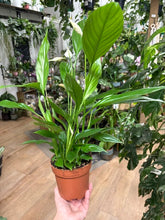 Kép betöltése a galériamegjelenítőbe: Spathiphyllum "Alana" 12cm - Vitorlavirág - Peace lily - Tropical Home 
