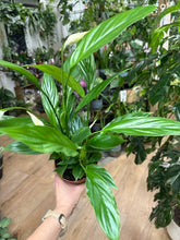 Kép betöltése a galériamegjelenítőbe: Spathiphyllum "Alana" 12cm - Vitorlavirág - Peace lily - Tropical Home 
