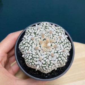 Astrophytum asterias "Super kabuto" - Tengerisün kaktusz - Tropical Home 