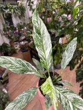 Kép betöltése a galériamegjelenítőbe: Spathiphyllum 'Diamond' variagata 11cm - Vitorlavirág tarka - Peace lily - Tropical Home 
